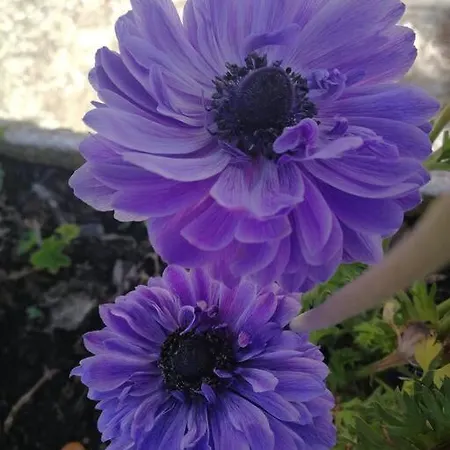 Pensiero Speciale Holiday home *