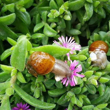 Pensiero Speciale Holiday home