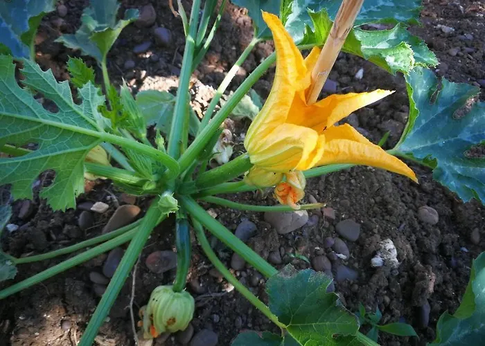 Pensiero Speciale Alcamo