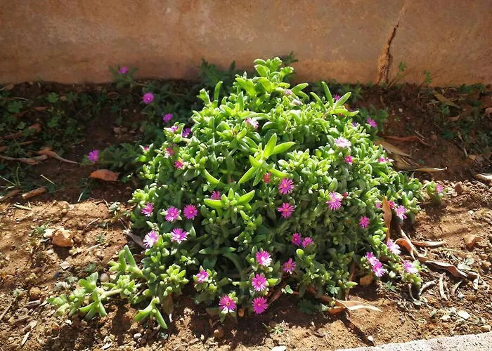 Σπίτι διακοπών Pensiero Speciale Alcamo